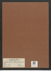 Nitzschia heufleriana Grun. (de-Toni-Nr.: Genus 47, Species 2123) Zeichnungen Sammlung Grunow Mappe 02244 (Herbarium_W_Grunow_drawings_Folder_02244)